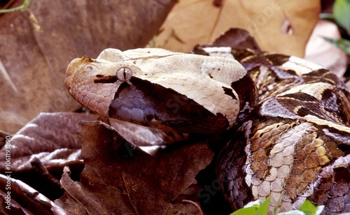 Gaboon Viper (Bitis gabonica) in a natural environment. photo