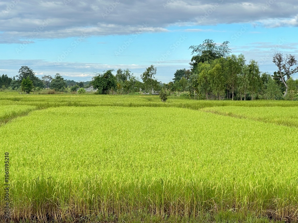 Fototapeta premium rice field