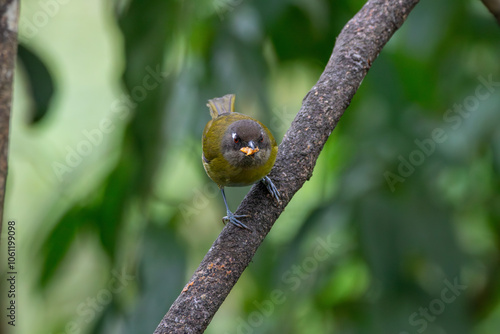 A Common Chlorospingus in Costa Rica photo