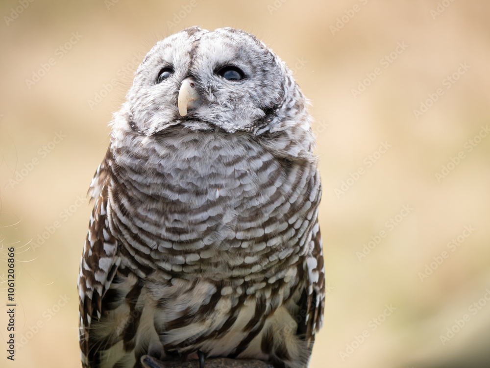 Obraz premium A bard owl (Strix varia) takes in it's surroundings and watches out for dangerous other birds and raptors
