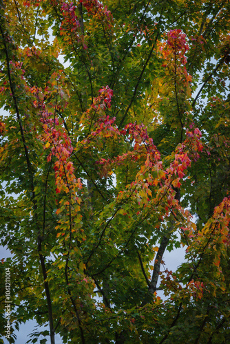 Fall Maple leaves