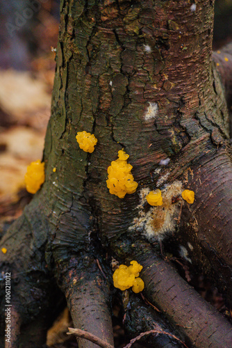 orange jelly spot, orange jelly, or orange witch's butter (Dacrymyces chrysospermus) photo