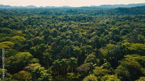 Aerial view of a dense tropical forest with diverse tree species and lush greenery.