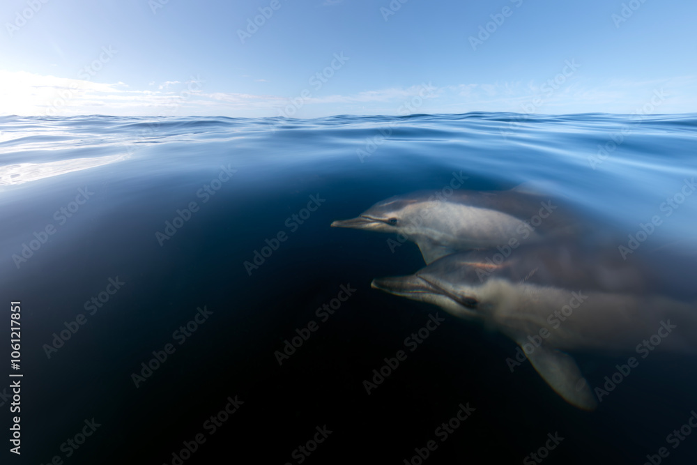 Naklejka premium Two dolphins swim just below the calm surface of the Australian ocean, capturing a moment of quiet elegance.