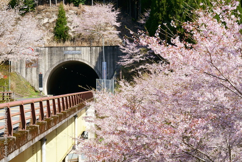 春の山道