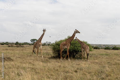 Canvas Print giraffe in the savannah