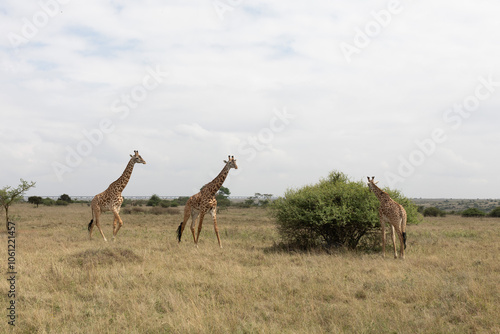 Photography group of giraffes