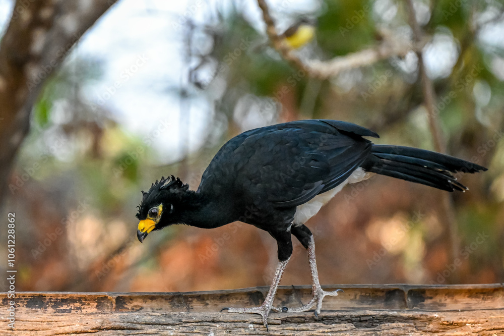 Fototapeta premium Bare face d Curassow feeding