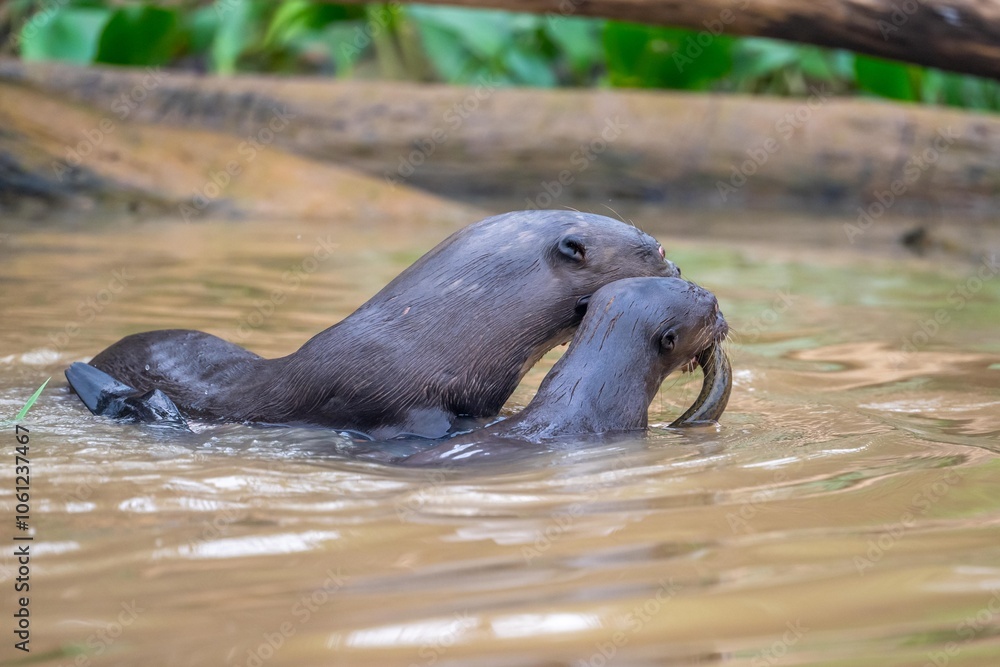 Fototapeta premium Giant otters with captured eel.
