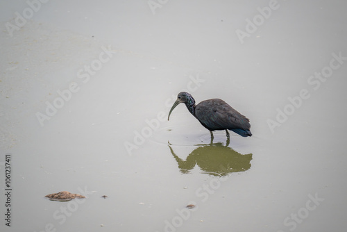 Green Ibis - fishing photo