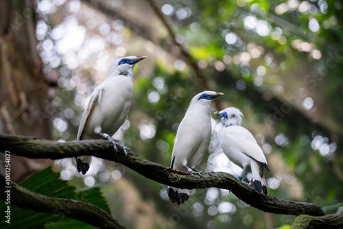 3 Bali Myna (Leucopsar Rothschildi, Rothschild's Mynah, Bali Starling, Bali Mynah, Jalak Bali) bird with beautiful white feathers and blue skin around the eyes.