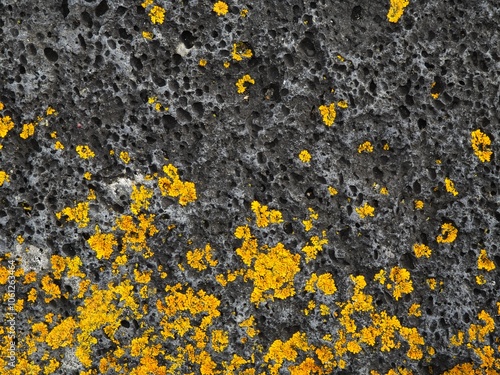 yellow lichen on stone photo