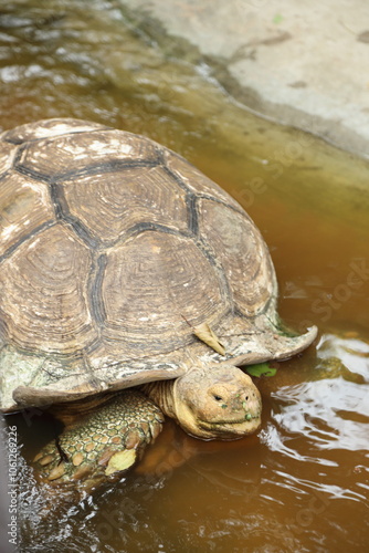 The Sulcata tortoise