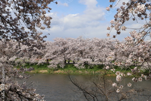 日本の春の川岸に咲くソメイヨシノの桜の花