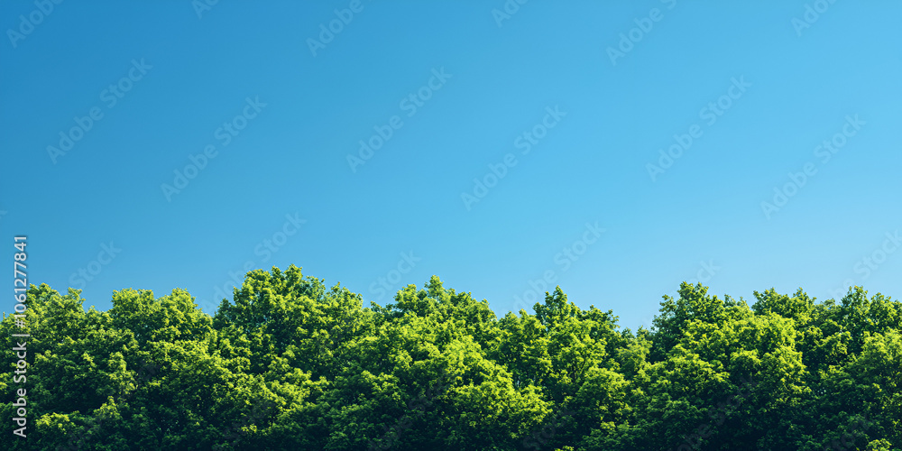 Lush Green Tree Canopy under Clear Blue Sky
Lush Green Tree Canopy under Clear Blue Sky