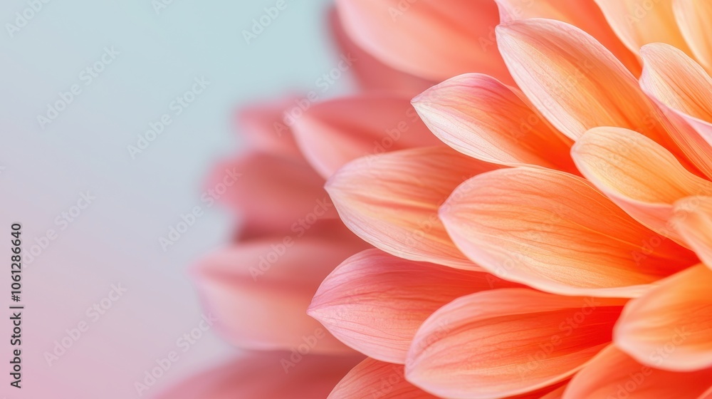 Fototapeta premium Abstract Macro Shot of Layered Flower Petals