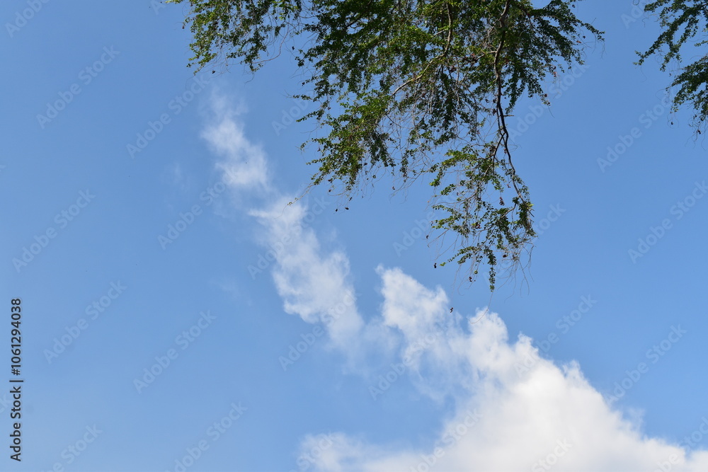 A tree branch with vibrant green leaves extends against a bright blue sky scattered with soft, white clouds on a sunny day. The clear sky and lush foliage capture the essence of beautiful nature A tree branch with vibrant green leaves extends against a bright blue sky scattered with soft, white clouds on a sunny day. The clear sky and lush foliage capture the essence of beautiful nature