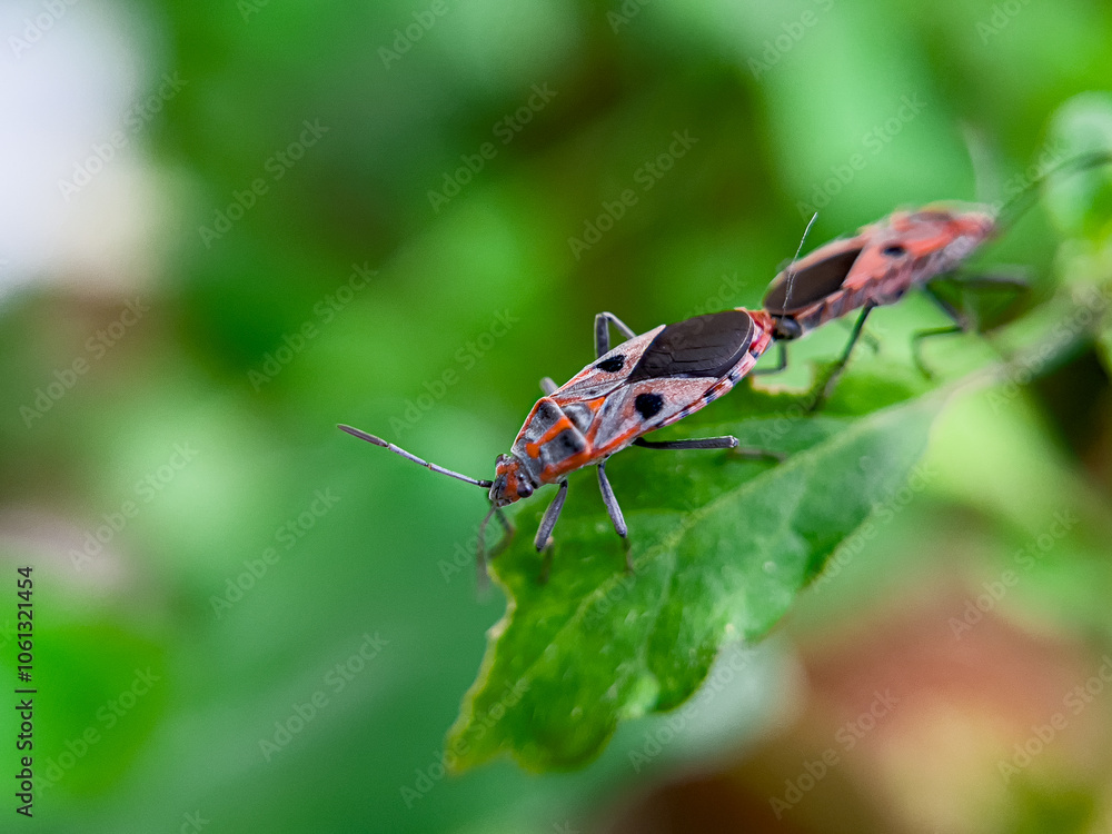 The Common Milkweed Bug (Oncopeltus fasciatus), also known as the Large Milkweed Bug The Common Milkweed Bug (Oncopeltus fasciatus), also known as the Large Milkweed Bug