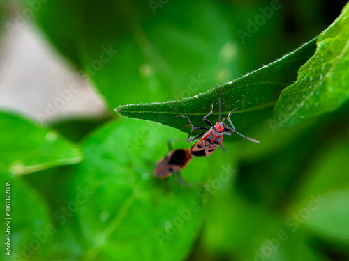 The Common Milkweed Bug (Oncopeltus fasciatus), also known as the Large Milkweed Bug