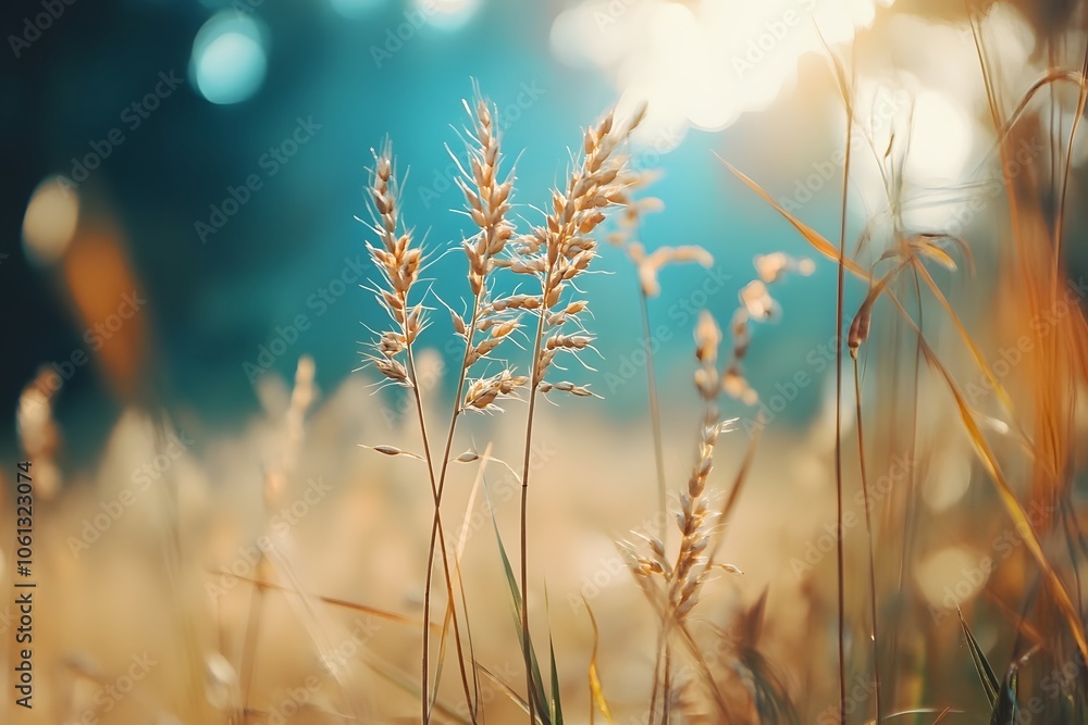 Fototapeta premium Sunlight illuminates golden grasses