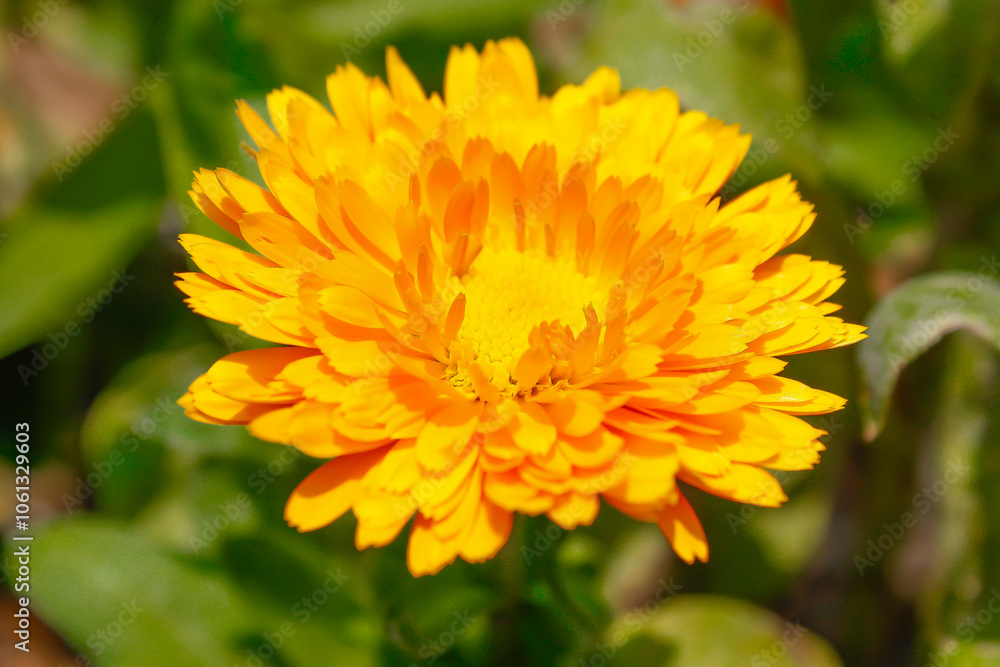Flor Naranja de Jardín en Exterior Flor Naranja de Jardín en Exterior