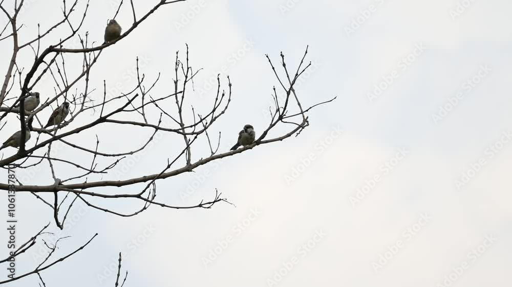House sparrow on tree branch. Its other name Passer domesticus and Indian House sparrow. This is a bird of the sparrow family Passeridae, found in most parts of the world. Slow motion video. House sparrow on tree branch. Its other name Passer domesticus and Indian House sparrow. This is a bird of the sparrow family Passeridae, found in most parts of the world. Slow motion video.