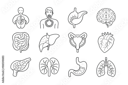 Internal Organs of human vector line art bundle