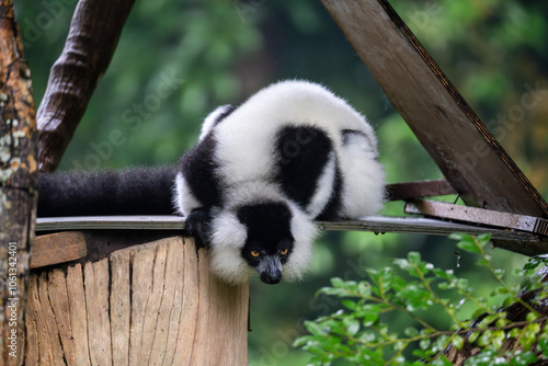 Black-and-White Ruffed Lemur (Varecia Variegata)