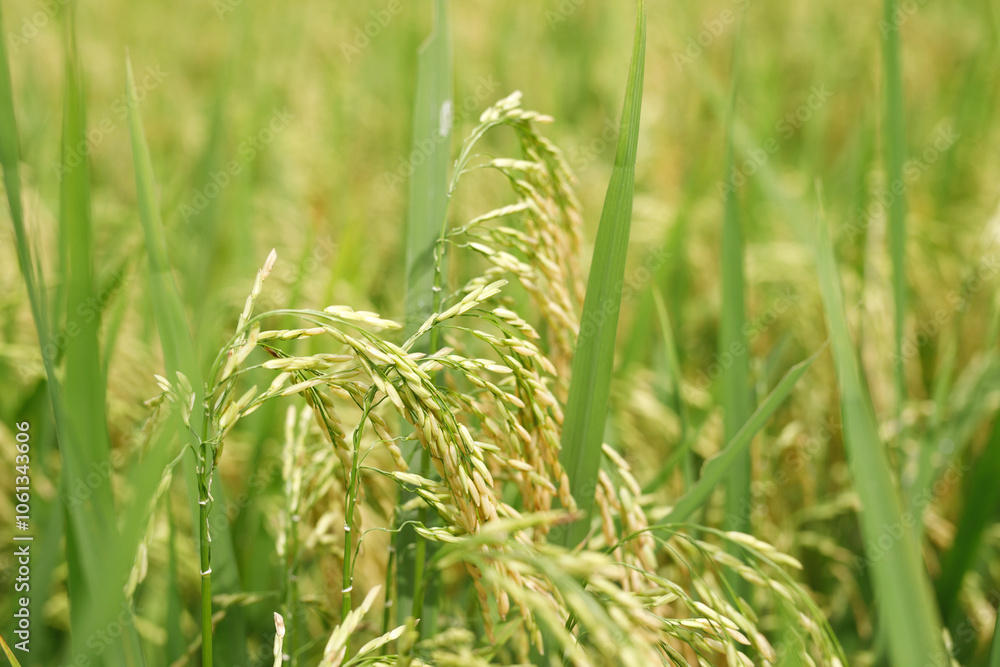 Agriculture, hand tenderly gently touching holding a young rice in the paddy field outdoor. Agriculture, hand tenderly gently touching holding a young rice in the paddy field outdoor.