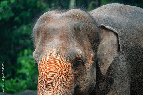 Canvas Print Face Portrait of Asian Elephant (Elephas Maximus, Asiatic Elephant, Indian Eleph