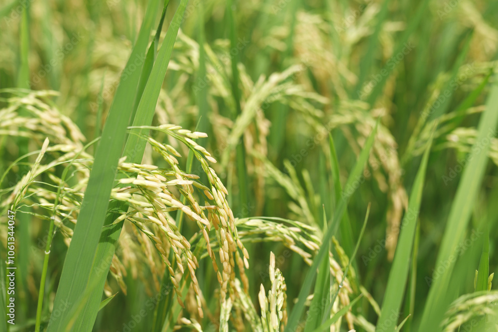 Agriculture, hand tenderly gently touching holding a young rice in the paddy field outdoor. Agriculture, hand tenderly gently touching holding a young rice in the paddy field outdoor.