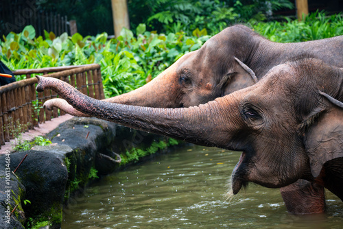 Asian Elephant (Elephas Maximus, Asiatic Elephant, Indian Elephant) close up - two animals eating carrots from visitors at feeding time, in water pond or pool