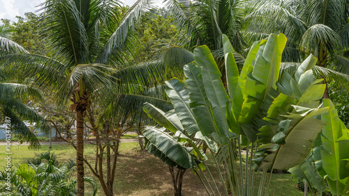 Vegetation of a tropical park. Palm trees with spreading crowns, banana trees with large green leaves grow on the lawn. Malaysia. Borneo. Kota Kinabalu