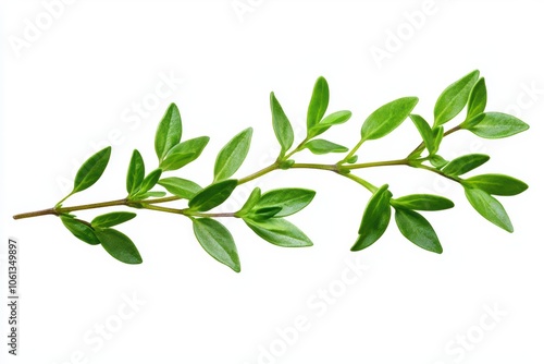 Fresh green herb branch, isolated on a white background for culinary and botanical use.