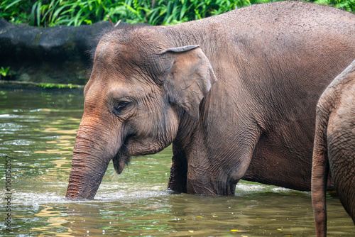 Photography Asian Elephant (Elephas Maximus, Asiatic Elephant, Indian Elephant) close up, in