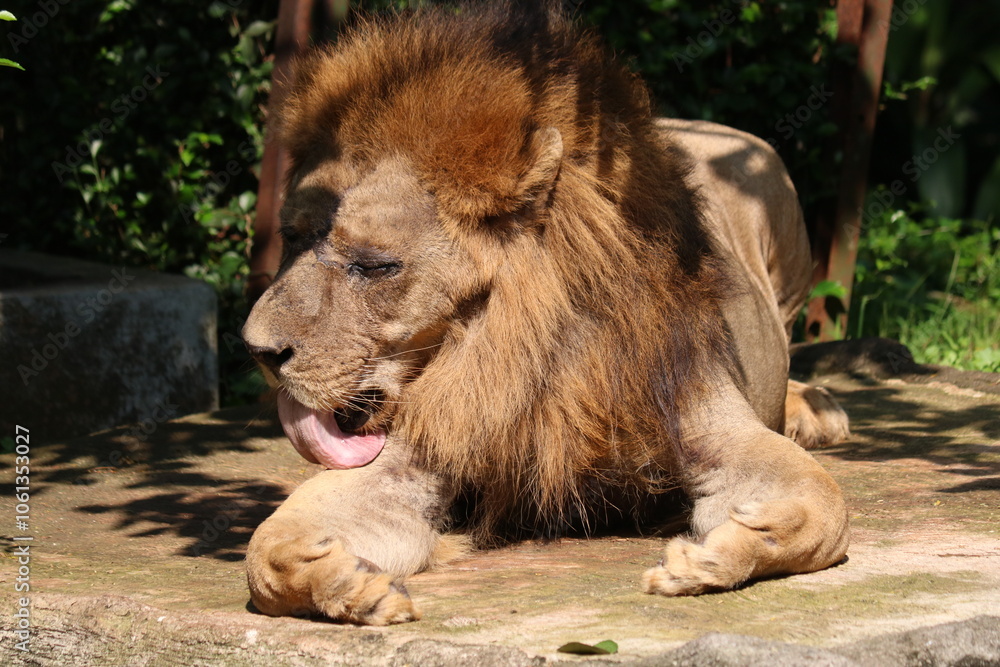 lion cub and lioness