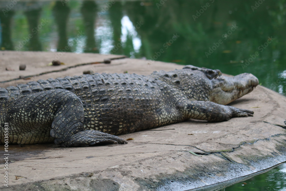 Fototapeta premium alligator in the swamp the very amazing saltwater crocodile