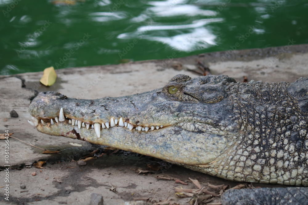 Naklejka premium crocodile in the water the very amazing saltwater crocodile