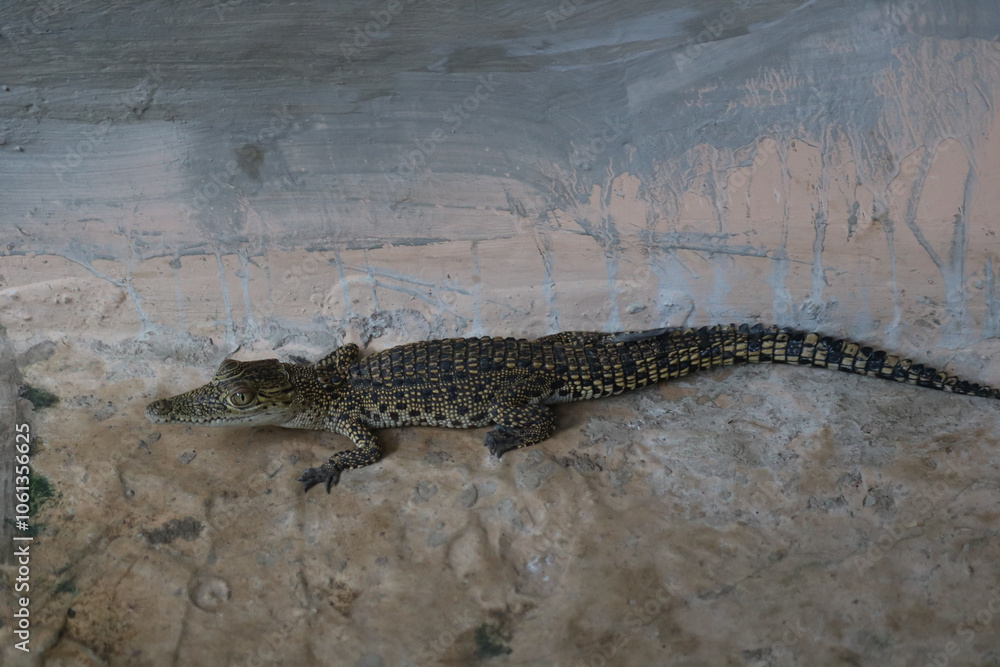 Fototapeta premium baby crocodiles are very beautiful on a rock
