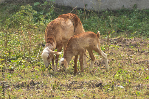 calf in the meadow