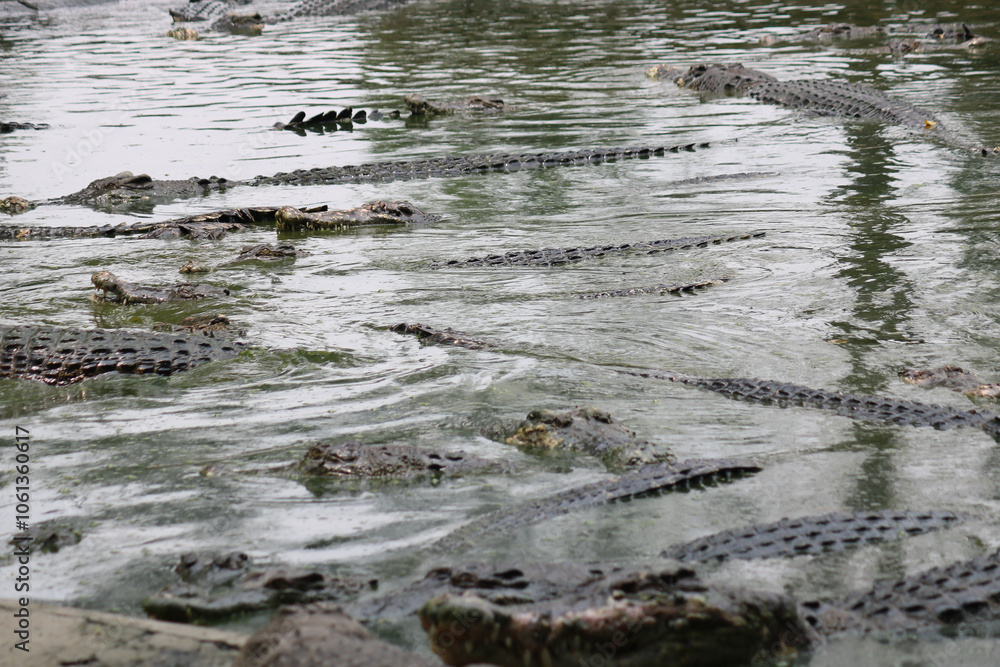 Obraz premium Close-up of a siamese crocodile -crocodylus siamensis- in water at a zoo