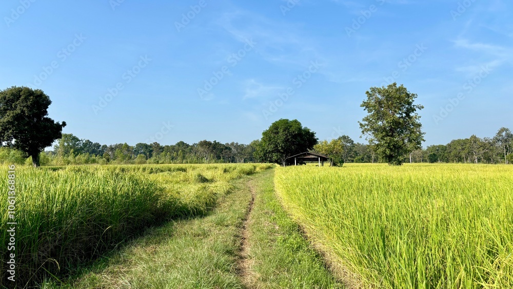 Fototapeta premium Rice plantations. Green rice paddy field. Organic rice farms in asia. Rice growing agriculture. Green Paddy Field.