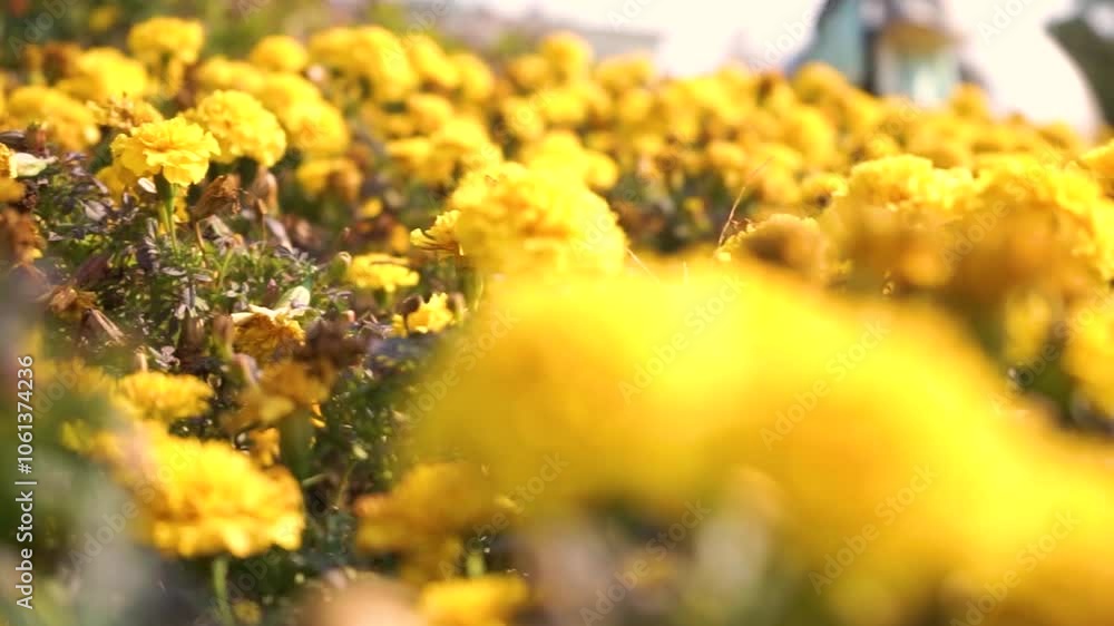Close Up of Butterflies in Nature with Chrysanthemums Roses and Foxtail Grass Close Up of Butterflies in Nature with Chrysanthemums Roses and Foxtail Grass
