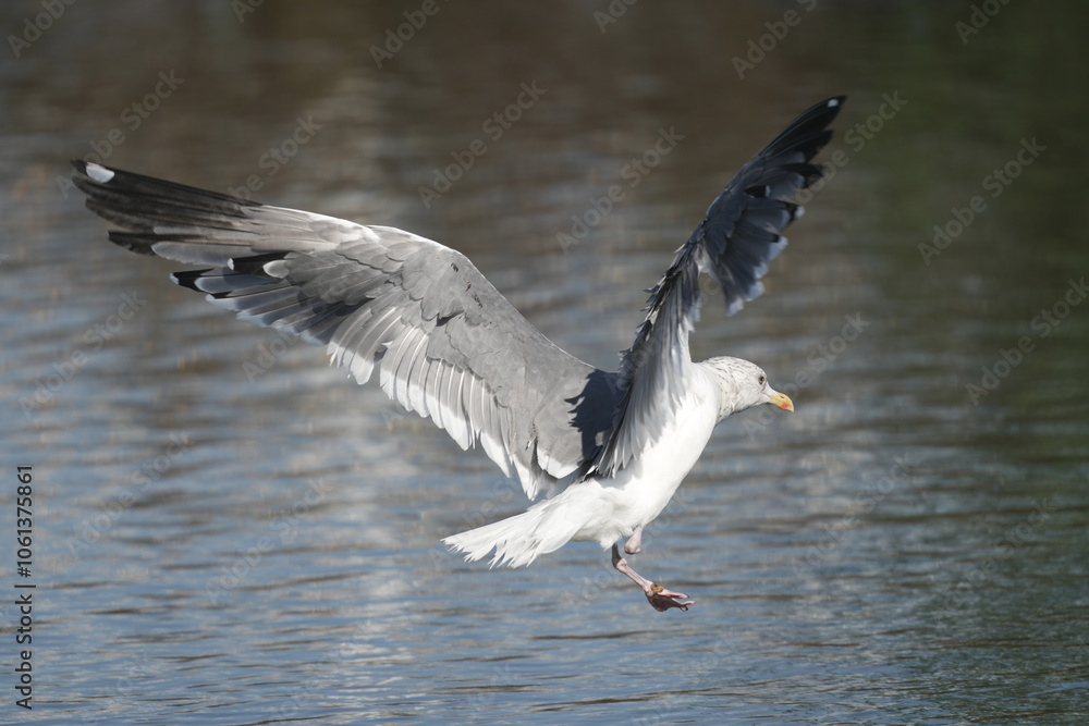 glaucous winged gull in a seashore glaucous winged gull in a seashore