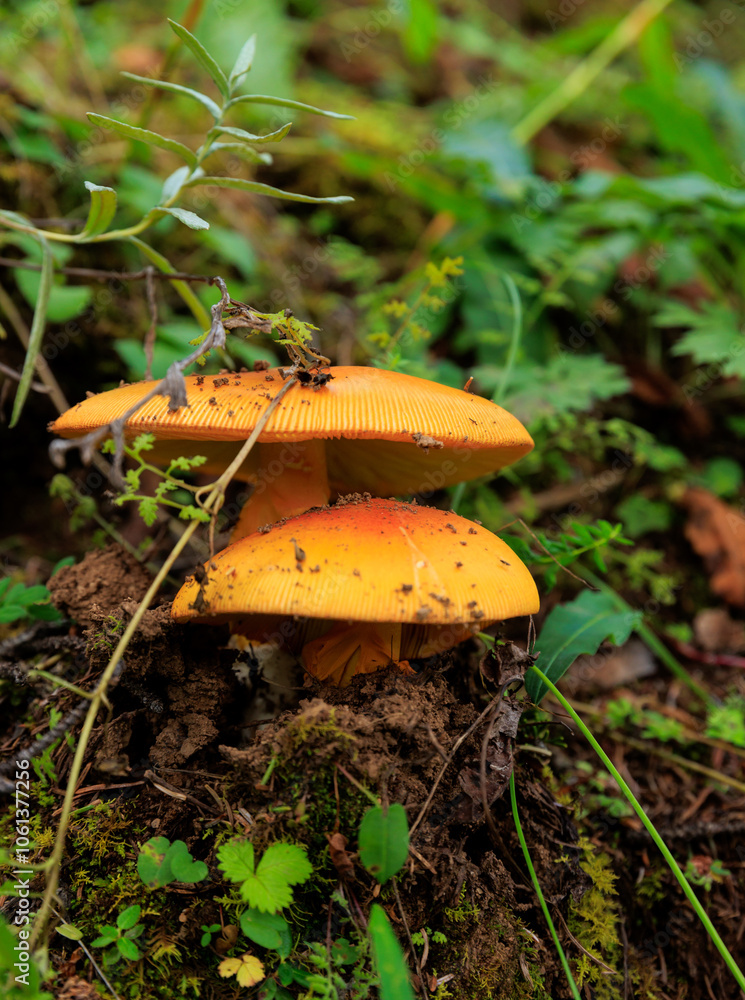 Wild amanita caesarea, orange mushroom edible in forest of China Wild amanita caesarea, orange mushroom edible in forest of China