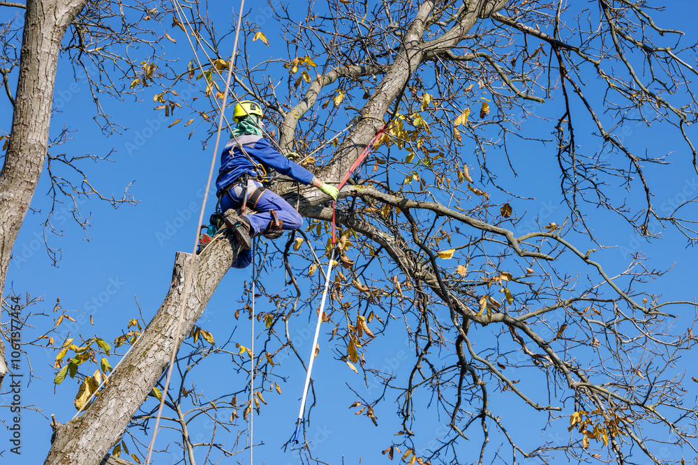 Tree arborist using chainsaw to cut tree down, while wearing safety ...