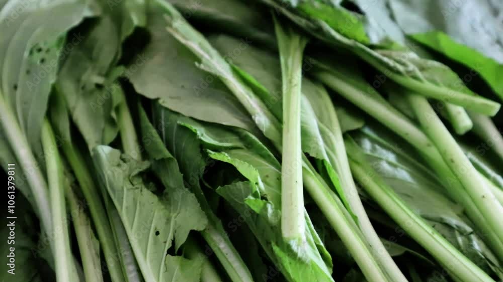 Video of fresh green mustard greens with long stalks in abundance, showcasing vibrant and healthy vegetables. Perfect for agriculture, healthy eating, and farm themes. Video of fresh green mustard greens with long stalks in abundance, showcasing vibrant and healthy vegetables. Perfect for agriculture, healthy eating, and farm themes.