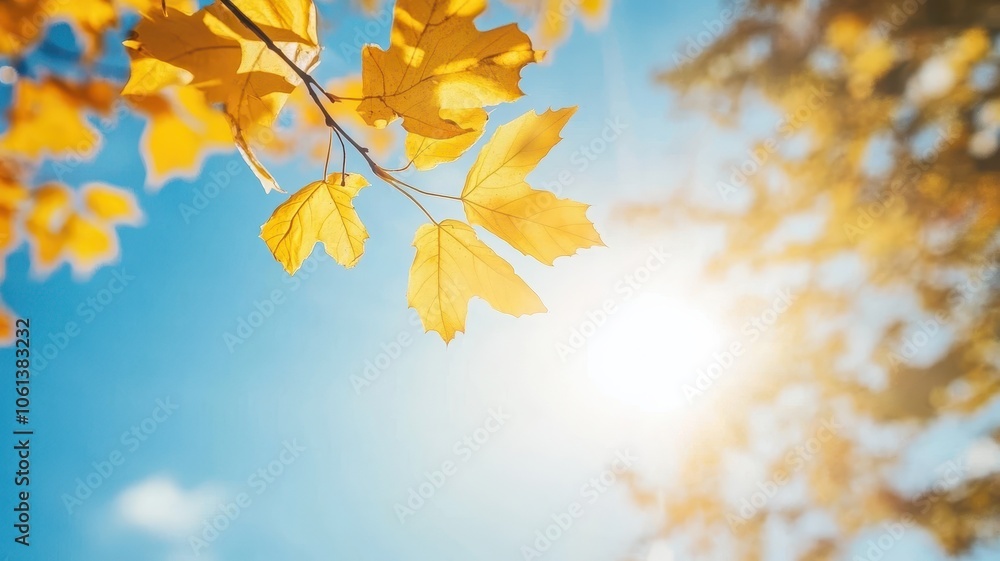 Autumn background with maple leaves and bokeh,Fall blurred background, Yellow and red maple leaves are flying and falling down. Autumnal landscape.water drop on leaf,space for text. Autumn background with maple leaves and bokeh,Fall blurred background, Yellow and red maple leaves are flying and falling down. Autumnal landscape.water drop on leaf,space for text.