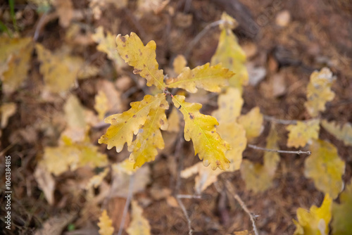 A small sprout of an oak tree with yellow leaves in an autumn forest
