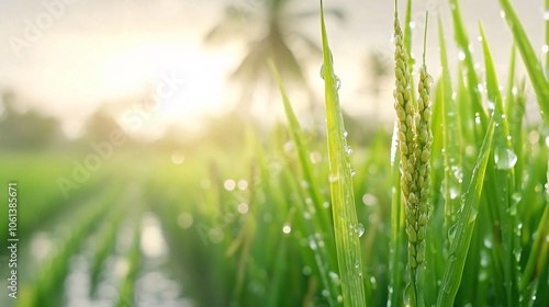 Tranquil Thai Rice Field Landscape